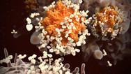 Antibodies Attack SARS-CoV-2