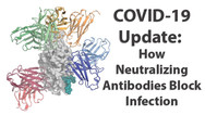 Neutralizing Antibodies Binding SARS-CoV-2