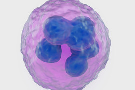 Neutrophil