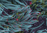 SARS-CoV-2 in Lung Cells