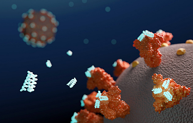 An illustration of miniproteins binding coronavirus spikes.