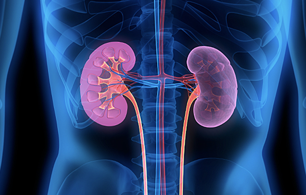 An illustration of human kidneys.
