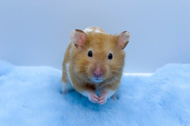 Syrian hamster on blue furry material