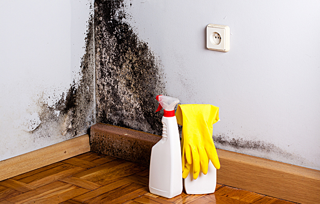 Cleaning supplies in front of a moldy wall.