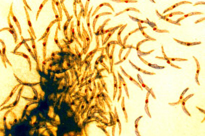 Malaria sporozoites