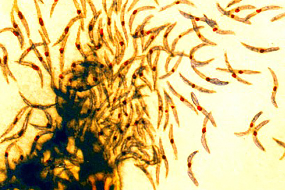 Malaria sporozoites
