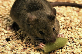 Photograph of a mouse eating a piece of bait