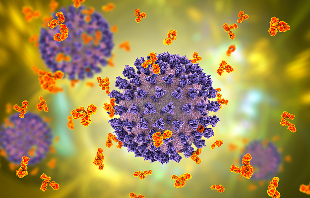 An illustration of SARS-CoV-2 surrounded by antibodies.