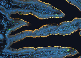 Neuropods in mouse gut