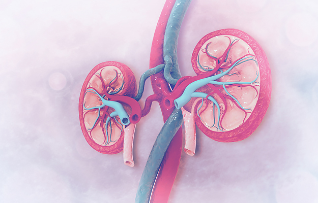 An illustration of human kidneys.