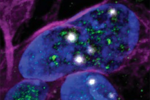 Cryptic exons in nuclei with TDP-43 knockdown