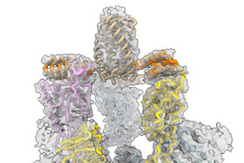 CryoEM structure of the novel coronavirus spike protein