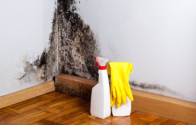 Cleaning supplies in front of a moldy wall.