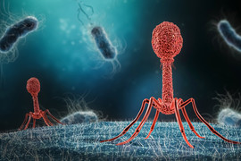 Illustration of phage infecting bacterium