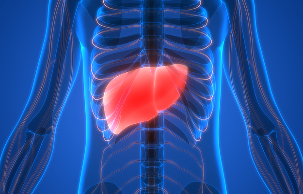 An illustration of a human liver.