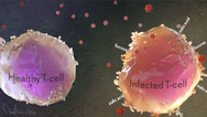 HIV and Its Sugars