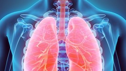 Illustration of lungs