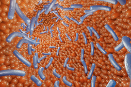 3D illustration of human intestine with bacteria