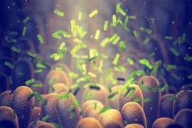 Illustration of bacteria in gut