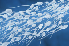 3D illustration of sperm swimming toward an egg