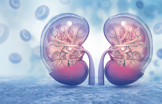 An illustration of human kidneys with red blood cells in the background.