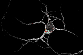 Neuron with 5-HT2A receptors inside