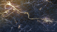 Brain Circuitry