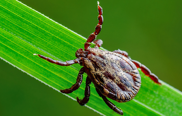 A tick on a green plant.