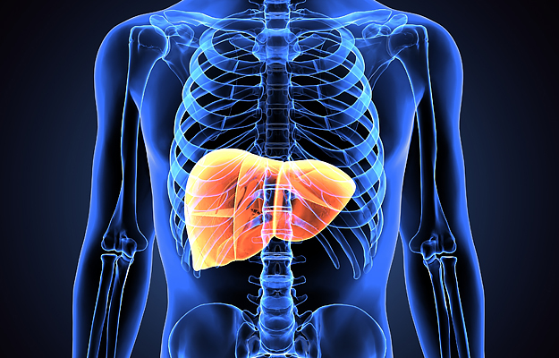 An illustration of a human liver.