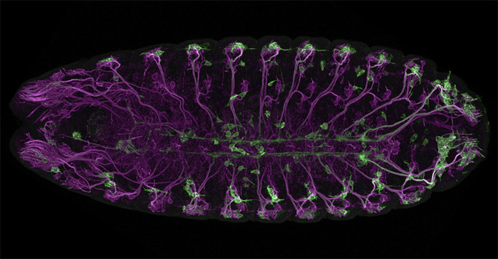 Developing Fruit Fly