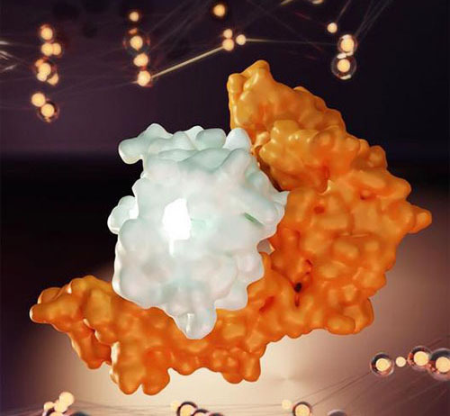 Human leukocyte antigen B (HLA-B) interacts with a segment from SARS-CoV-2.