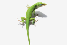 Male green anole lizard on white background.