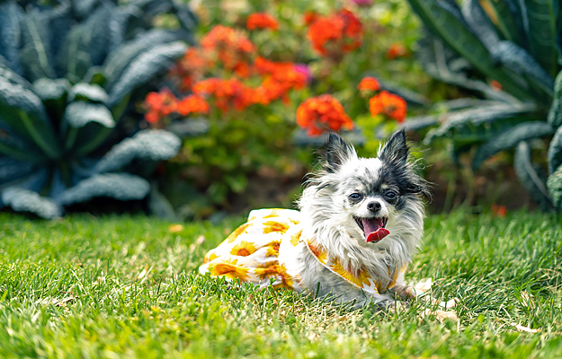 A small dog lying in grass.