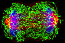 Microscope image of chromosomes separating during cell division.