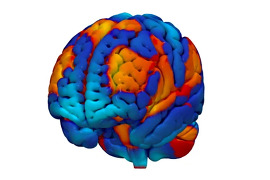 Illustration of a brain with different regions in different colors.