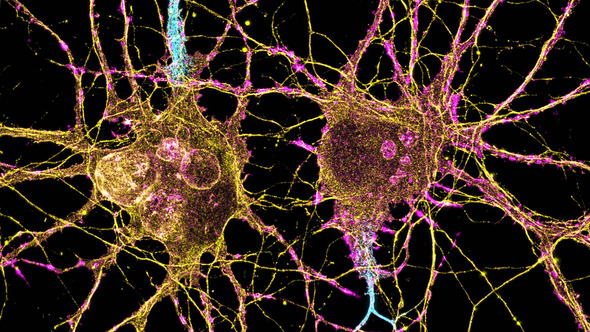 neurons