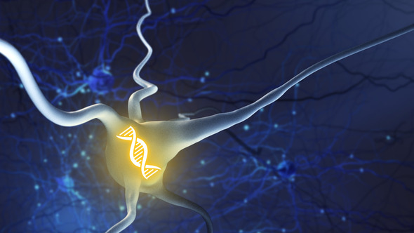 A neuron (white) with double-stranded RNA (yellow) on a blue background with other neurons