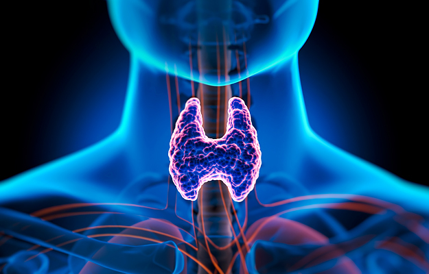 An illustration of a human thyroid gland.