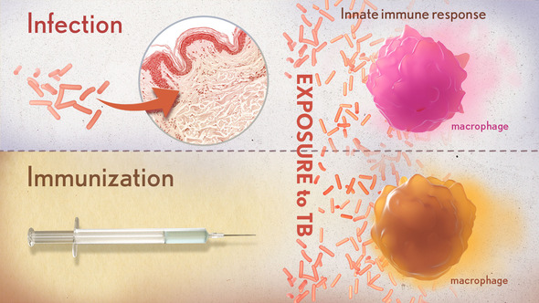 Findings in Tuberculosis Immunity