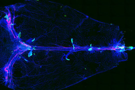 Microscope image of bridging vein with small branches that have green cuffs around their bases.