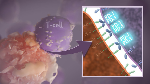 T cell receptors pair up