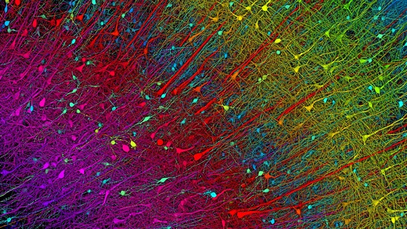 Layers of neurons in bands of colors