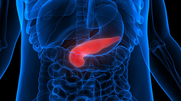 pancreas anatomy in the abdomen