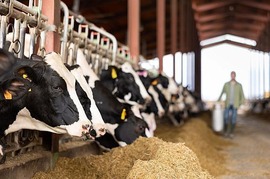 Black and white Holstein dairy cows sticking their heads through a stall fence and eating hay while a farmer carries a jug of milk in the background.