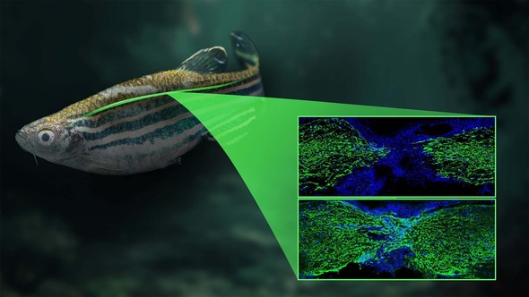 Zebrafish with highlighted spinal cord. A zoomed in box with fluorescent microscopy shows 1. a broken spinal cord, 2. regeneration across the break