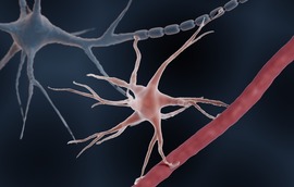 Illustration of an astrocyte with extensions connected to a blood vessel at bottom and a neuron at top.