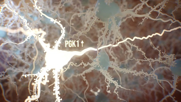 A glowing neuron in a field of dark neurons. A label reading "PGK" has an up arrow.