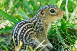 Close-up of 13-lined ground squirrel.