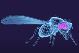 Image showing the brain inside an adult fruit fly.