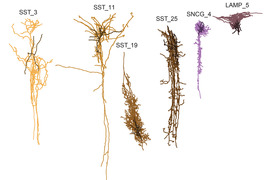 Computer generated image of six differently-shaped brain cells that may be harmed first by Alzheimers disease.